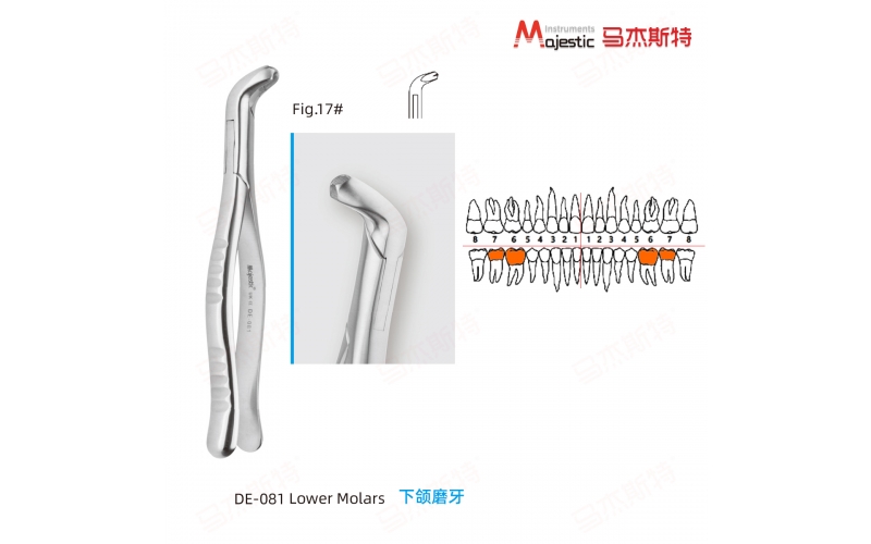 Adult Extracting Forceps American Pattern (DE-081)